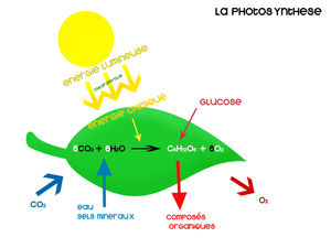photosynthesecopiehr6