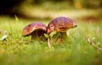 cepes