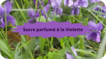 15 VIOLETTES(2)Sucre Parfumé à la Violette-modified