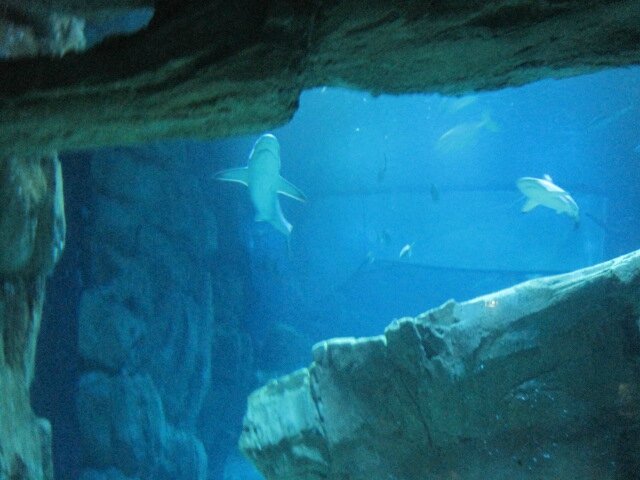 Tunnel des requins ©Kid Friendly