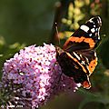 Photos JMP©Koufra 12 - papillons - 30 juillet 2016 - 0044 - blog