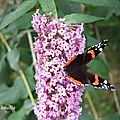 Carnet naturaliste #7