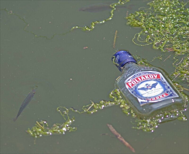 ville bouteille rivière poissons 080717 3