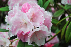 Jardins_de_callunes_0122