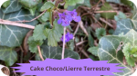 26 LIERRE TERRESTRE(2)Cake Choco Lierre terrestre-modified