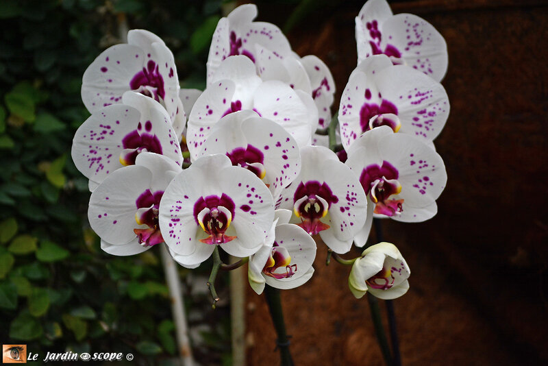 Epicattleya Hybride 'White Heart' New parfum Orchidée Cattleya Orchidées 