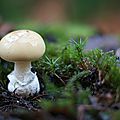 Amanita junquille