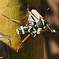 Clyte bélier • Clytus arietis • Famille des Cerambycidae