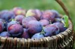 questche (terroirs de chefs)