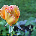 bouton