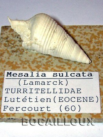 Mesalia_Sulcata_2_60