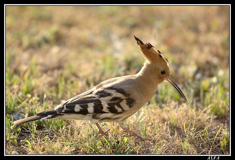 Huppe Fasciée Photo De Les Oiseaux De France Faunimages