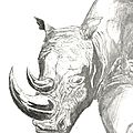rhino graphite dessin ados 19