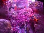 Corail
