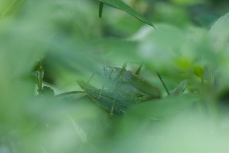 Galuchet insecte sauterelle verte camouflée 090717 1_1