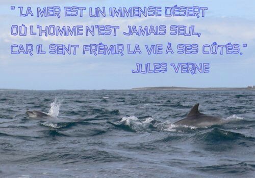 Dauphins Citation Jules Verne Gifs Morphings Montages En Tous Genres