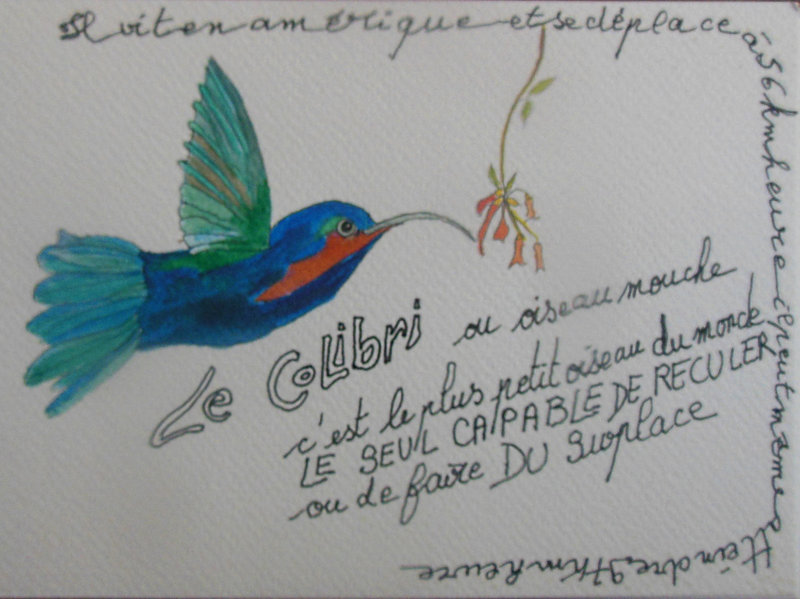 1106 - colibri