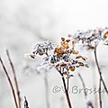 hortensia-hiver-15-08
