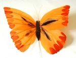 532_gr_papillon_orange