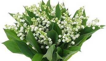 muguet