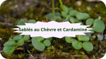 10 CARDAMINE(2)Sablés au chèvre et Cardamine-modified