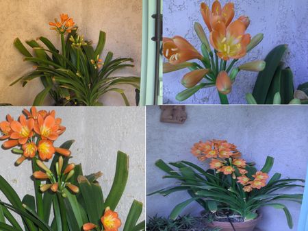 montage_clivia