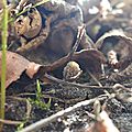 Morilles communes de quelques heures...