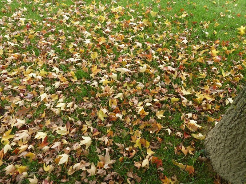 12-liquidambar (1)