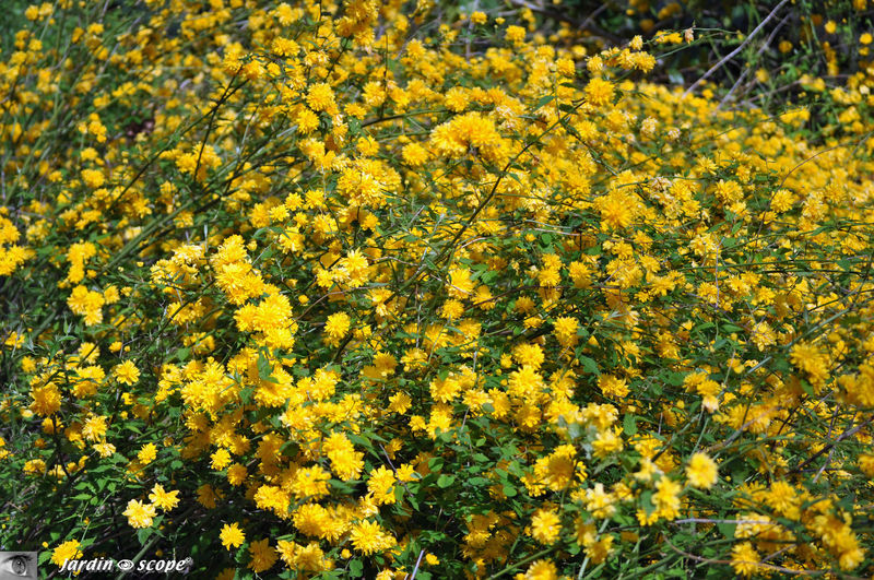 Un arbuste constellé d'étoiles jaunes au printemps - Le JardinOscope, toute  la flore et la faune de nos parcs et jardins