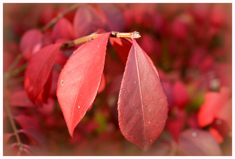 DSC_0722a