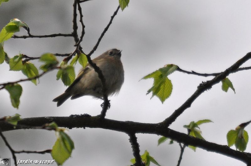 Un Petit Oiseau Très Vif Qui Ne Tient Pas En Place Le