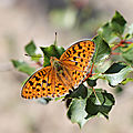 1 papillon
