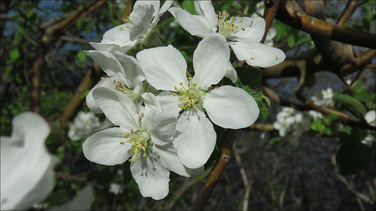 Arbres à Fleurs En Quelques Images