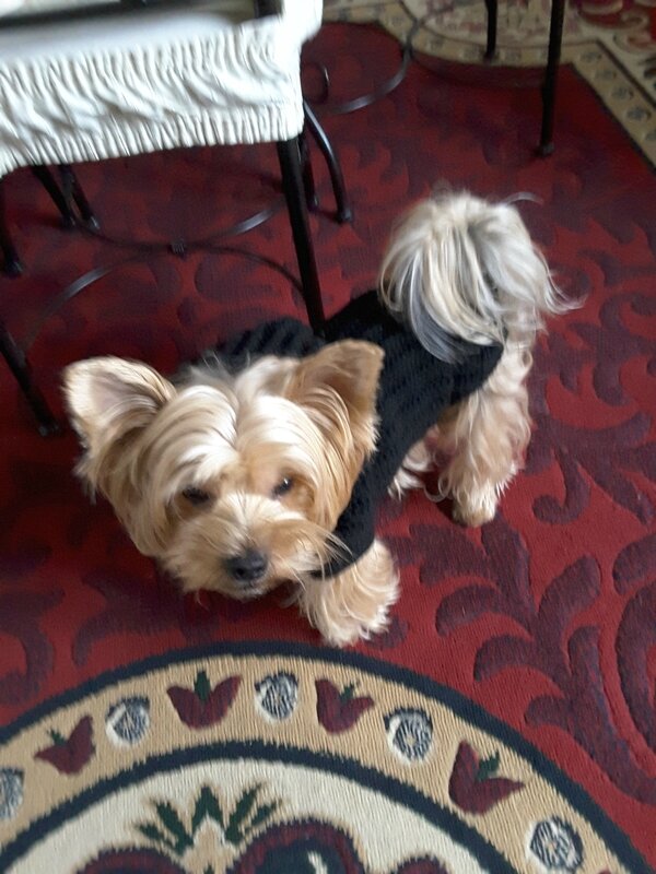 Manteau Tricoté Pour Petit Chien Les Créations
