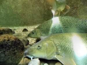 Grand Aquarium de Touraine (5)