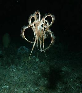 animaux-des-fonds-marins-antarctiques-la-collection-se-limite-a-tous-les-organismes-vivant-sur-les-fonds-marins-a-pres-de-800-metres-de-profondeur-et-assez-grands-pour-etre-visibles-a-l-oeil-nu_57759_w300
