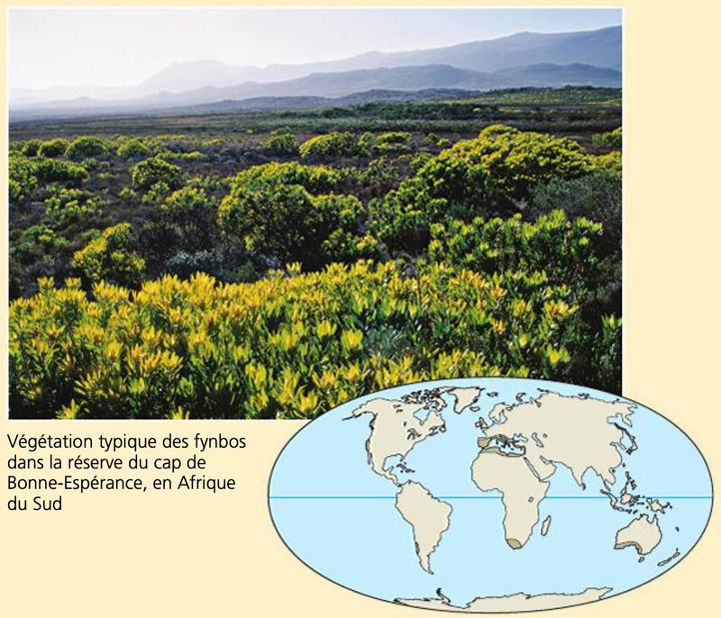forêt méditerranéenne copie