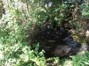 lespelousesdebléré (11)