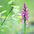 Orchis singe - Orchis simia (4)