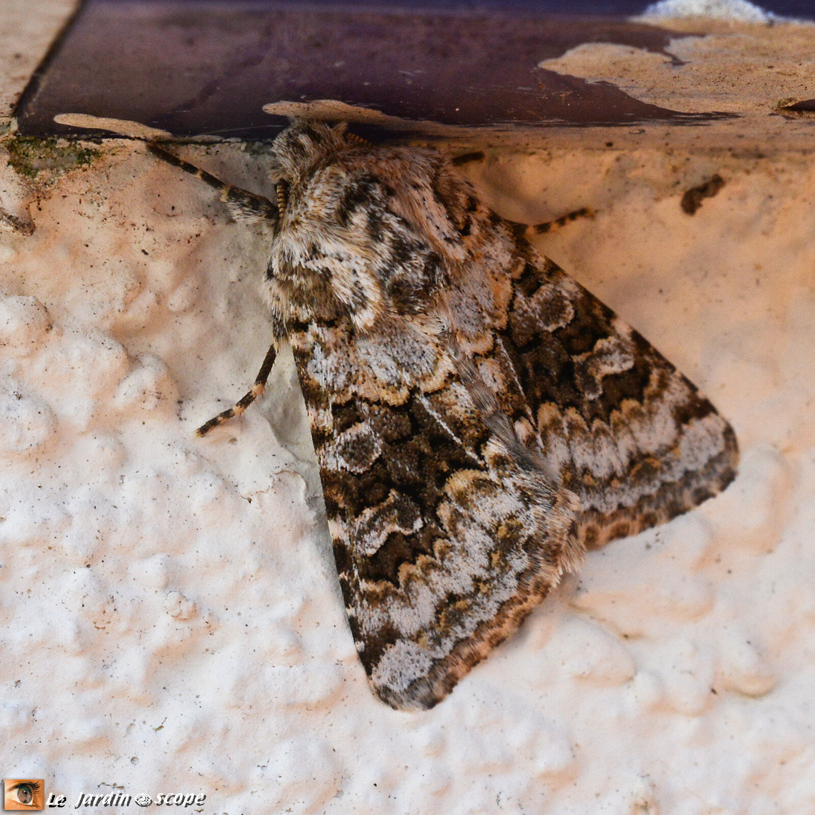 Papillon De Nuit Parfois Appelé Noctuelle De La Salade