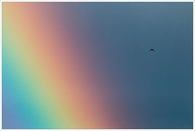 ville oiseau arc en ciel 180216 3