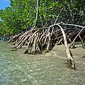La_Caravelle_mangrove_plage