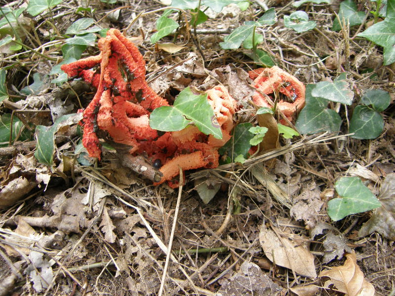 Clathre rouge Le coeur vendéen