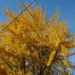 2011-11-0610