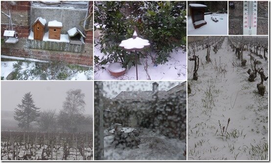 vignes et neige 16 janvier 20213