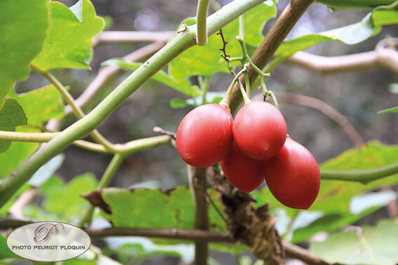 TAMARILLOS_fruits_de_l'arbre_a_tomates_Cyphomandra_betacea_ou_Solanum_betaceum