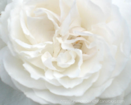 rose_blanche