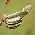 Caracol