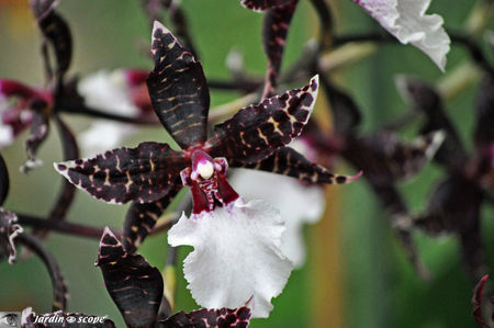 Orchidee_29