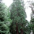 Séquoïas géants • Sequoiadendron giganteum